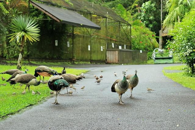 Panaʻewa Rainforest Zoo